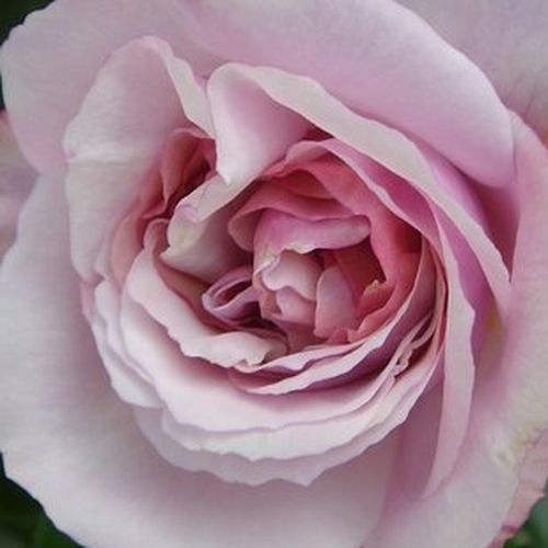 Rosa Herkules ® - trandafir cu parfum intens - Trandafir copac cu trunchi înalt - cu flori tip trandafiri englezești - galben - violet - W. Kordes & Sons - coroană tufiș - ,-
